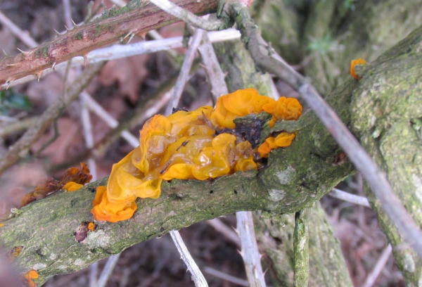 Fungi at Ty Canol