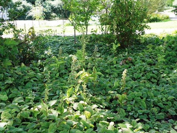 Epipactus helleborine in the National Botanic Garden