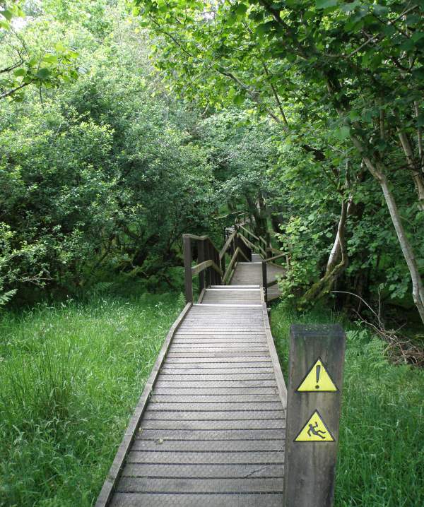The boardwalks at the reserve
