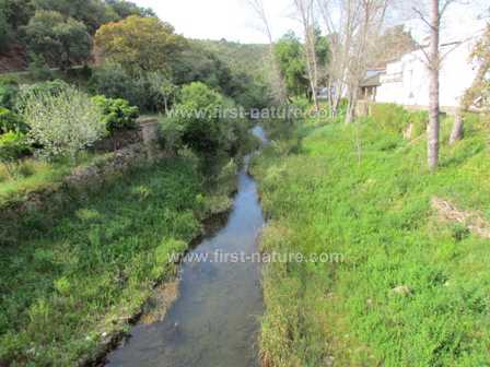 The stream at Fonte de Benemola