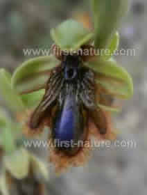 Ophrys lusitanica