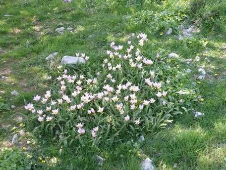 Tulips on the Omalos Plateau, Crete