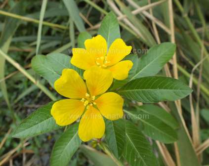 Ludwigia uruguayensis - Uruguay Water Primrose