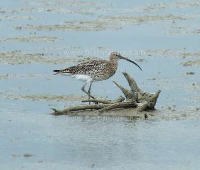 A Curlew wading in the Camargue National Nature Reserve