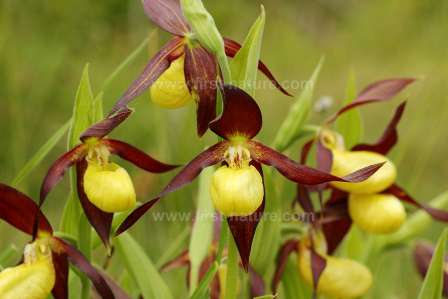 One of the reintroduced plants at Gait Barrows NNR