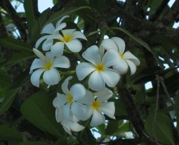 Frangipani Tree