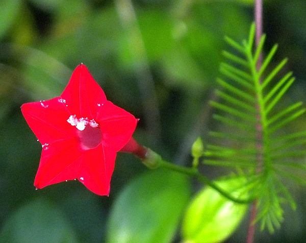 Cyprus Vine Morning Glory