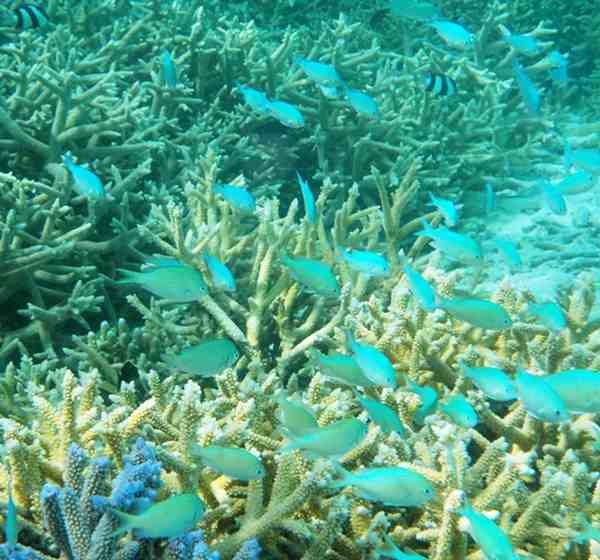 Reef fish in the Maldives