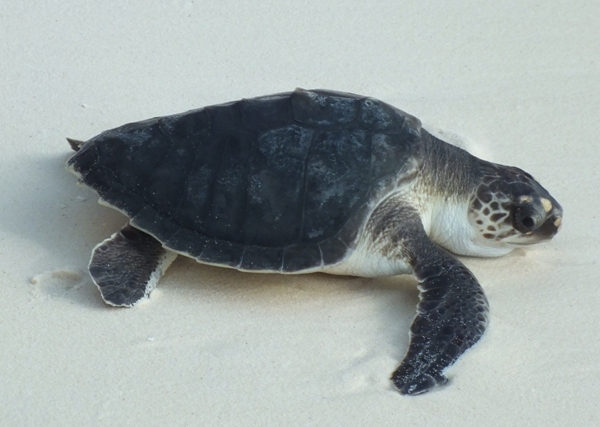 Turtle being released back to the sea
