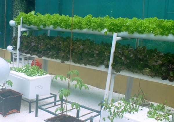 Hydroponically-grwon crops