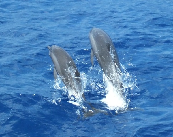 Dolphins
