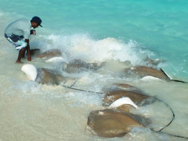 Feeding Stingrays