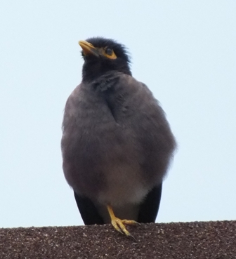 Common Mynah 