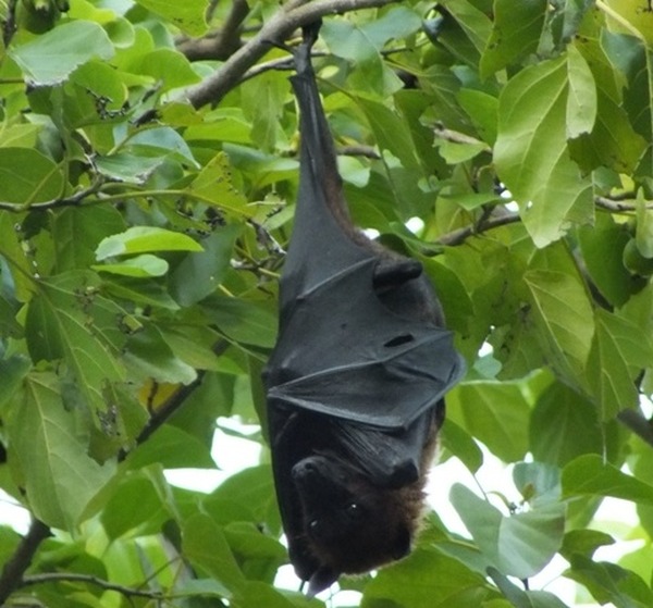 Fruit Bat