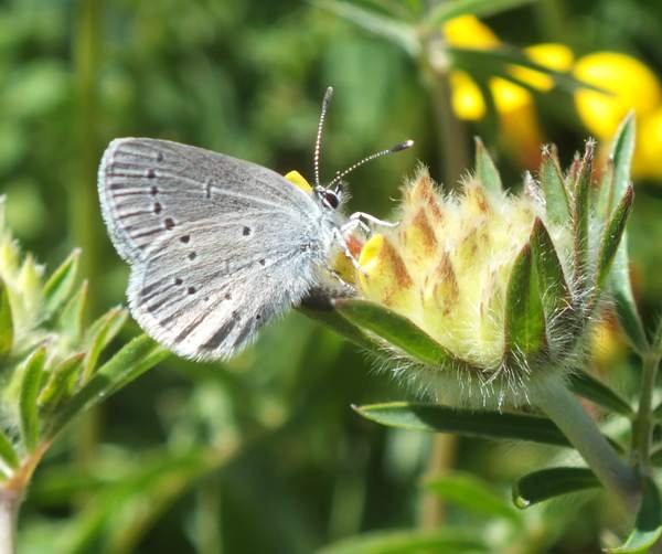 Small Blue butterfly at Noar Hill