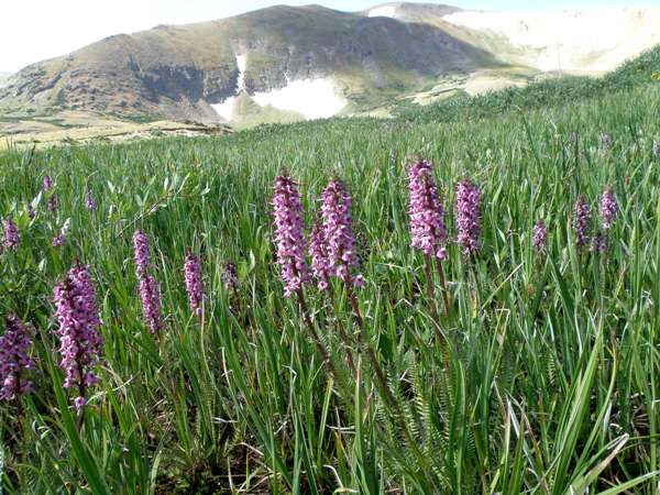 Elephant's Head flowering in the Rocky Mountains National Park
