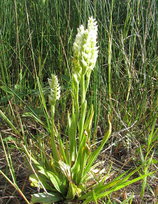 Hooded Lady's-tresses