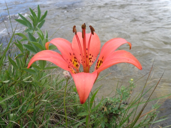 Lilium philadelphicum, Wood Lily or Rocky Mountain Lily