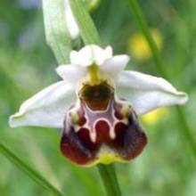 Ophrys fuciflora4