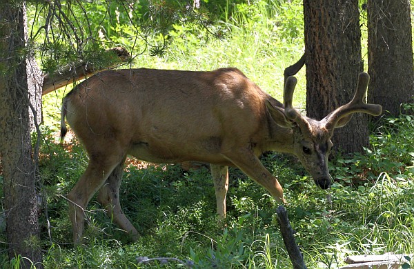 An Elk foraging in Grand Teton National Park