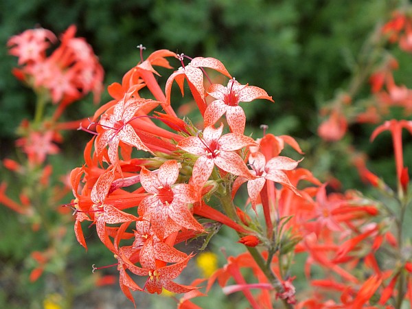 Skyrocket - one of the lovely flowers common in Grand Teton National Park