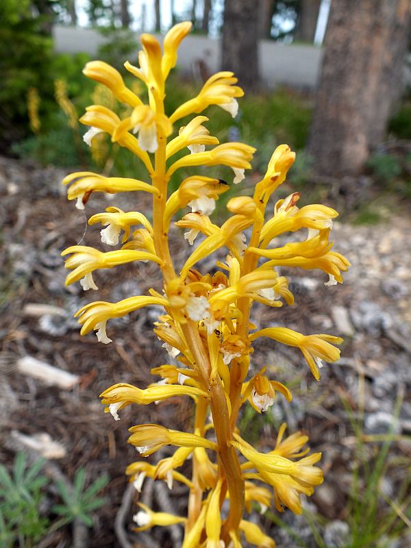Early Coralroot Orchid
